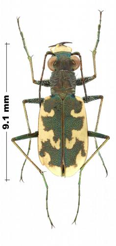 Cylindera sublacerata